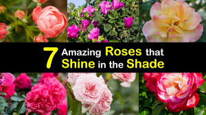 For your help, here we have listed the best pergola plants for your garden. 7 Amazing Roses That Shine In The Shade