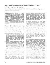 Image result for Ecbolium hastatum