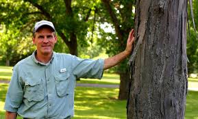 Shellbark vs shagbark hickory nuts. Jerry Davis Wisconsin S Shagbark Hickory Tree Is Little Known Gem Outdoors Madison Com