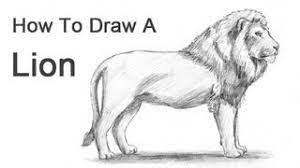 The lines should be pointed at some ends, and this. How To Draw A Lion Youtube