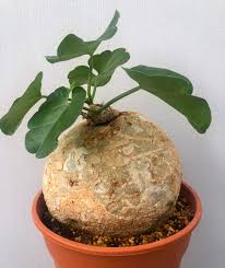 Image result for Pyrenacantha