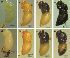 Image result for Nicolasia stenoptera