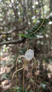 Image result for Angraecum conchiferum