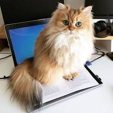 Parodik Dunyanin En Fotojenik Kedisi Smoothie Ile Tanisin Cute Kittens Cok Sirin Hayvanlar Hayvanlar