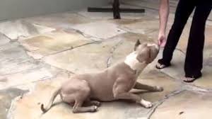 Hulk Pitbull Boyle Egitilir Youtube