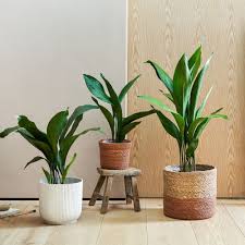 Image result for Aspidistra