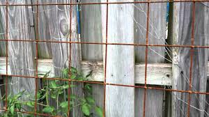 Check spelling or type a new query. Wire Mesh Trellis Rusty For Veggies Remesh Youtube