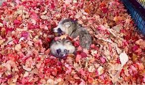 For the the cranky cat villager, see tom. Flauschige Tanuki Aus Hokkaido Gehen Viral