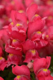 Image result for Antirrhinum majus
