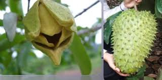 Durian belanda/sayur/selat rasa masam manis. Anim Agro Technology Durian Belanda 3 Cara Pendebungaan