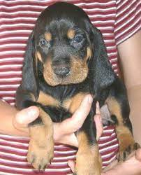 Pin By Melissa Scott On If I Owned A Zoo Coonhound Puppy Coonhound Puppies