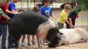 Green meadows petting farm holiday lettings. Green Meadows Petting Farm Youtube