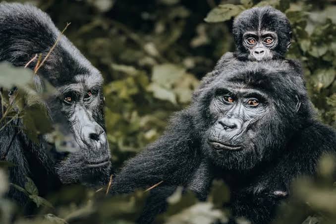 6 Days Gorillas and Chimpanzees Primate Safari