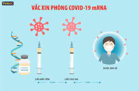 May 31, 2021 · quy định, từ 12h ngày 1/6 cho đến khi có thông báo mới, tạm dừng thêm một số hoạt động như: Vaccine Pfizer Bnt162b2 Chá»'ng Covid 19 Hiá»‡u Quáº£ Theo Fda Vnvc
