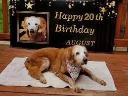 Golden retriever dogs for adoption near salisbury, maryland, usa, page 1 (10 per page) puppyfinder.com is proud to be a part of the online adoption community. At 20 Years Old August Is The World S Oldest Golden Retriever