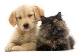 Search for other veterinarians in katy on the real yellow pages®. The Wellpet Center 199 Recommendations Katy Tx