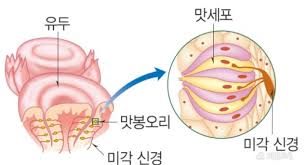중3 감각기관(2)