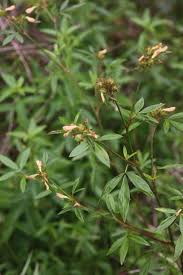 Image result for Stylosanthes