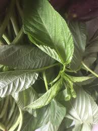 Image result for Psophocarpus lancifolius