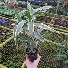 Image result for Dracaena sanderiana