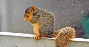 Animal survival international (asi) works to help animals around the world who are threatened and suffering because of climate. How Animals Survive Winter Learning Liftoff