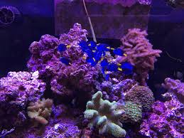 End result of all the secret feeding my son was doing in the sump. Problematic Algae And How To Manage It Reef Builders The Reef And Saltwater Aquarium Blog