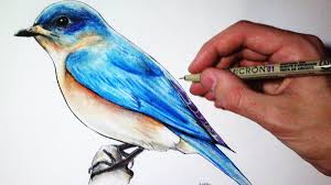 Drawing Time Lapse Blue Bird Bird Drawings Bird Illustration Easy Drawings