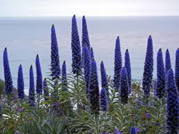 E' facile confonderla con in rabarbaro selvatico. Giardino Come Grattacieli Tra I Fiori Le Svettanti Spighe Azzurre