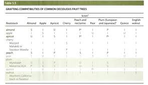 Apple Apple Tree Grafting Compatibility