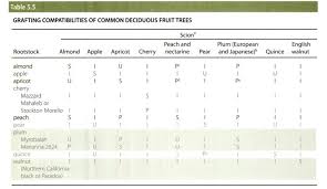 apple apple tree grafting compatibility