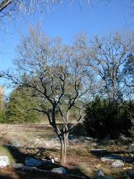 We did not find results for: Texas Persimmon Tree Cross Timbers Urban Forestry Council