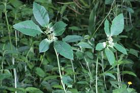 Image result for Euphorbia heterophylla
