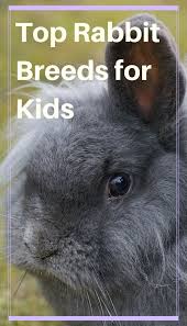 A pet rabbit eating grass. Top Rabbit Breeds For Kids Pbs Pet Travel