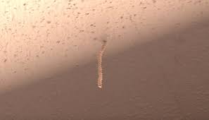 Alibaba.com offers 847 termite proof ceiling tiles products. Research Report How To Get Rid Of Termites In Arizona