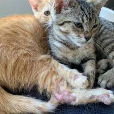 Ringworm Symptoms And Treatment Alley Cat Rescue