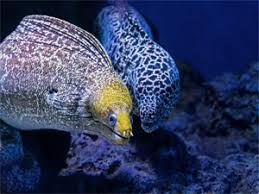 Moray Eels Crazy Facts About The Moray Eel Marine Life Guide