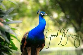 Good morning images with flowers and birds. Good Morning Images With Birds And Flowers Good Morning