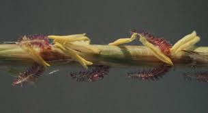 Image result for Schizachyrium jeffreysii