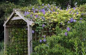Doch es lohnt sich, haus und garten mit den exotischen kletterpfla. Immergrune Kletterpflanzen Die Top 7 Plantura