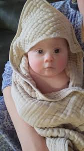 Studding a 4-year-old, 135 lb German bloodline dog