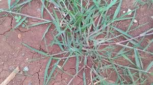 .nama rumput couch, rumput bermuda, rumput kabuta, rumput dhoub, rumput bahama, pasto bermuda, pasto argentina di indonesia terkenal dengan nama rumput gigirinting atau suket grinting. Cynodon Dactylon Stock Video Footage 4k And Hd Video Clips Shutterstock