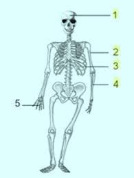 Soal dan jawaban gerak pada hewan. Soal Ipa Sistem Gerak Pada Manusia Kunci Jawaban Muttaqin Id