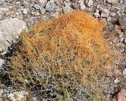Image result for Cuscuta cassytoides
