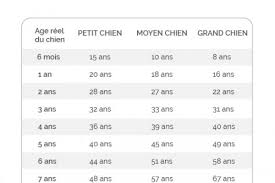 Age Des Chiens Quel Age Humain Ont Ils Blog