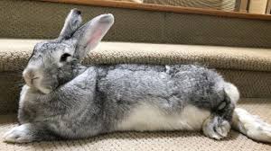 These rabbits are common in countries located in northern europe. Flemish Giant Rabbit Playing And Jumping Biggest Rabbit In The World Youtube