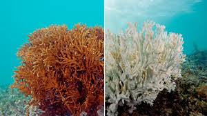Dead coral reef phone wallpaper. Experts The Great Barrier Reef Cannot Be Saved Vox