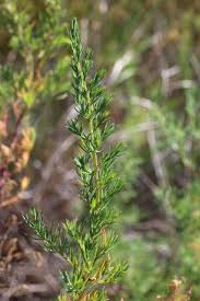 Image result for Suaeda sp. B