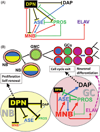 This page is about the various possible meanings of the acronym, abbreviation, shorthand or slang term: Schematic Model For The Regulatory Network Driven By Mnb In The Download Scientific Diagram
