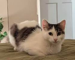 Cat missing, if anyone happens to see “Marcello” about I would be extremely  grateful if you could let me know. My contact No. is 07818690132. Thanks in  advance.