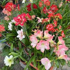 Image result for Hippeastrum